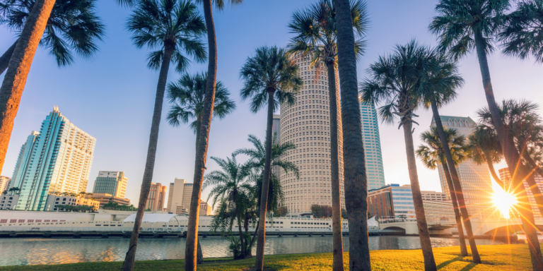 Tampa Bay Skyline and Palm trees waterfront