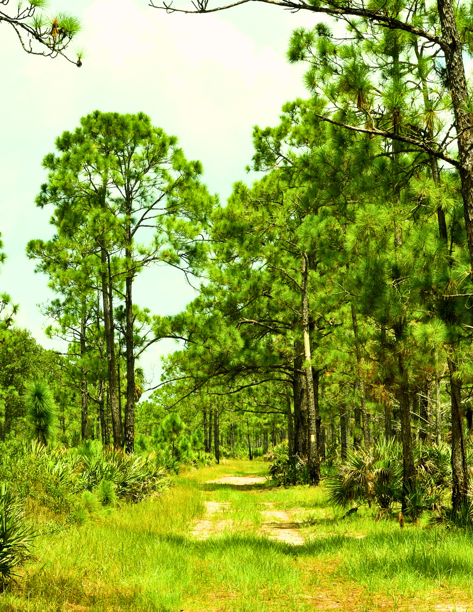 Dirt road entry land and pine trees